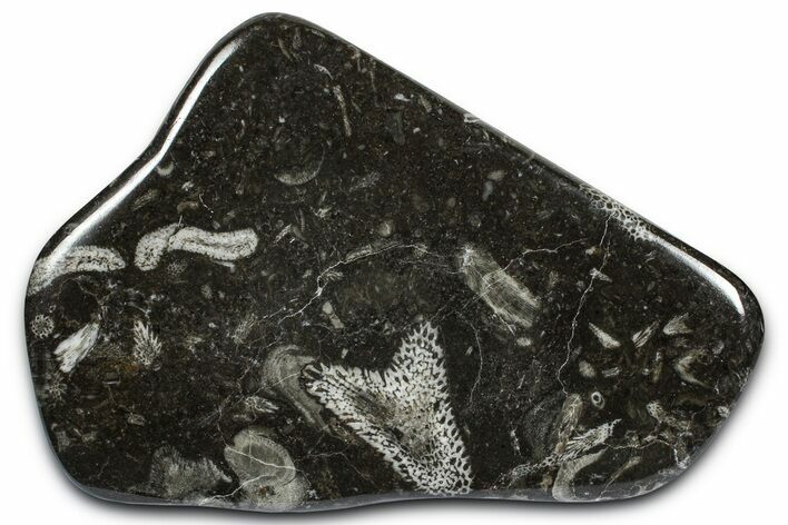 Polished Devonian Fossil Coral and Bryozoan Plate - Morocco #365120